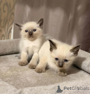 Photo №1. scottish fold - for sale in the city of Erftstadt | 361$ | Announcement № 178460