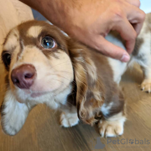 Photo №1. dachshund - for sale in the city of Berlin | negotiated | Announcement № 13734