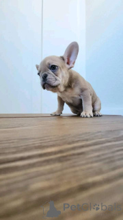 Photo №4. I will sell french bulldog in the city of Bogumin. breeder - price - 750$