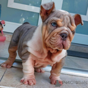 Photo №1. english bulldog - for sale in the city of Hamburg | negotiated | Announcement № 152749