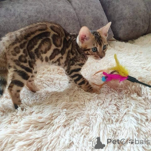 Photo №3. Bengal Kittens Available for sale. United States