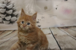 Photo №1. maine coon - for sale in the city of Novosibirsk | negotiated | Announcement № 1633