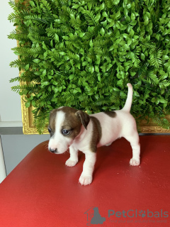 Additional photos: Jack Russell Puppies
