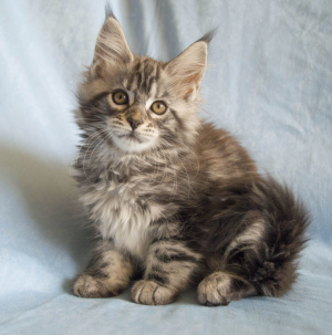 Photo №4. I will sell maine coon in the city of Novolukoml. breeder - price - negotiated