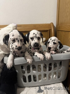 Photo №1. dalmatian dog - for sale in the city of Antwerp | negotiated | Announcement № 169667