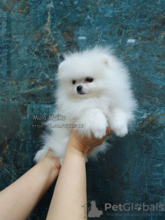 Photo №3. Mini Pomeranian Spitz puppy in Tbilisi.. Georgia