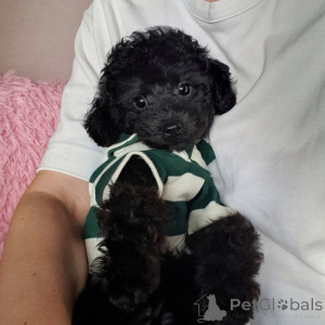 Photo №4. I will sell poodle (toy) in the city of Munich. from the shelter, breeder - price - 351$