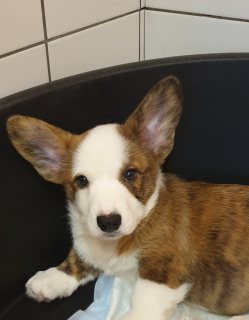 Photo №2 to announcement № 4431 for the sale of welsh corgi - buy in Russian Federation from nursery