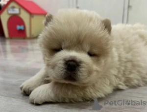 Photo №2 to announcement № 91909 for the sale of chow chow - buy in United Kingdom private announcement