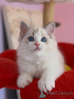 Photo №3. Outstanding Ragdoll Kittens Available Loving, Playful & Family Raised. Netherlands