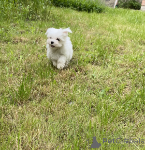 Photo №2 to announcement № 10999 for the sale of maltese dog - buy in Ukraine from nursery, breeder