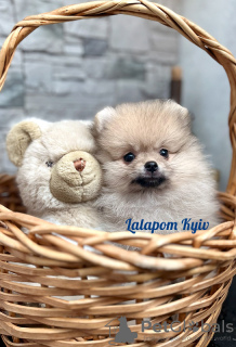 Photo №2 to announcement № 76972 for the sale of pomeranian - buy in Ukraine from nursery
