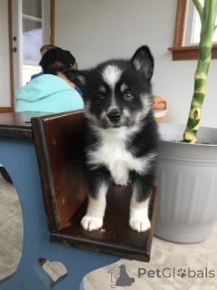 Photo №2 to announcement № 165621 for the sale of siberian husky - buy in Germany 