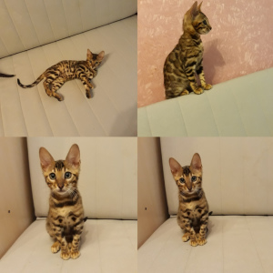 Photo №2 to announcement № 6761 for the sale of bengal cat - buy in Russian Federation from nursery, breeder