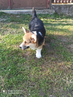 Photo №3. Corgi Welsh Pembroke. Serbia