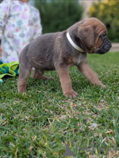 Photo №4. I will sell non-pedigree dogs in the city of Glasgow. breeder - price - 1035$