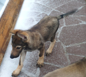 Photo №2 to announcement № 4556 for the sale of czechoslovakian wolfdog - buy in Russian Federation breeder
