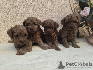 Additional photos: TOY Red Poodles - Puppies for sale