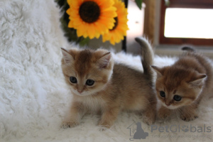 Photo №1. british shorthair - for sale in the city of Ankara | 1000$ | Announcement № 7300
