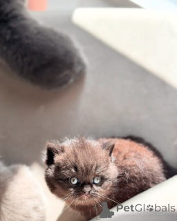 Photo №1. british shorthair - for sale in the city of Гамбург | 1129$ | Announcement № 143486