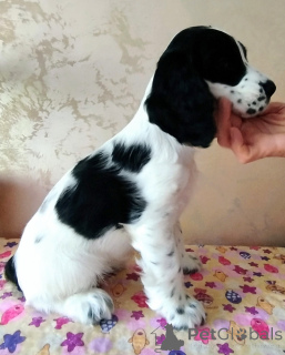 Photo №1. american cocker spaniel, english cocker spaniel - for sale in the city of Minsk | negotiated | Announcement № 139117