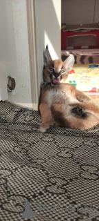 Additional photos: Caracal kittens