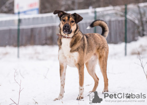 Additional photos: A young, cheerful dog Bim is looking for a home.