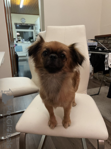 Photo №4. I will sell pekingese in the city of London. private announcement - price - negotiated