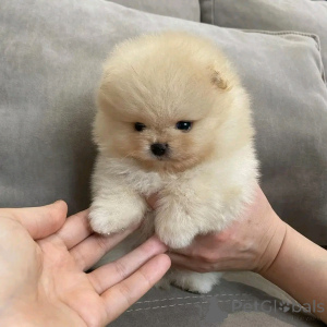 Photo №2 to announcement № 173653 for the sale of pomeranian - buy in Germany breeder