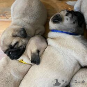 Photo №3. Reinrassige Mops-Welpen abzugeben Kontaktieren Sie mich. Germany