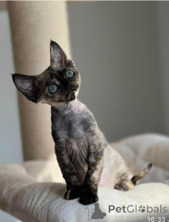 Photo №1. devon rex - for sale in the city of Berlin | negotiated | Announcement № 164277