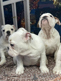 Photo №2 to announcement № 135185 for the sale of english bulldog - buy in Russian Federation private announcement, from nursery, breeder