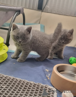 Photo №1. british shorthair - for sale in the city of Affalterbach | 361$ | Announcement № 172286