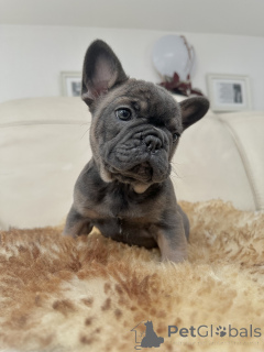 Photo №3. Exclusive! French bulldog puppies.. Austria
