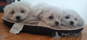 Photo №1. maltese dog - for sale in the city of Бортмербек | 554$ | Announcement № 19440
