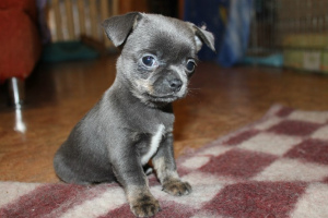 Photo №1. chihuahua - for sale in the city of St. Petersburg | 700$ | Announcement № 433