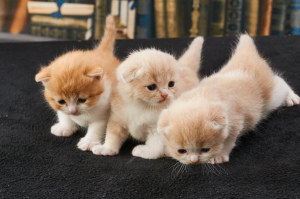 Photo №1. scottish fold - for sale in the city of Krymsk city | 288$ | Announcement № 6986