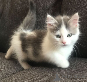 Photo №1. munchkin - for sale in the city of Steinbach-Hallenberg | negotiated | Announcement № 169481