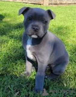 Photo №3. Prachtige Staffordshire Bull Terrier-puppy's te koop. Belgium