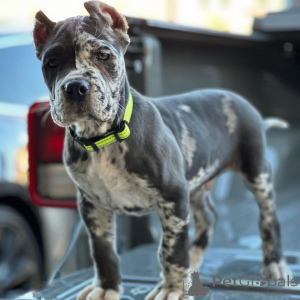 Photo №1. cane corso - for sale in the city of Augsburg | 723$ | Announcement № 158576