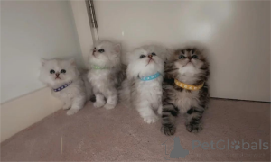 Photo №1. persian cat - for sale in the city of Brondby | 329$ | Announcement № 153871