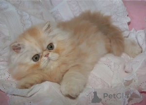 Photo №2 to announcement № 138100 for the sale of munchkin - buy in Germany breeder