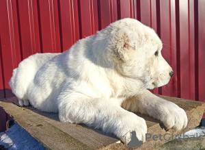 Photo №3. Puppies of SAO Alabai. Germany