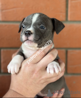 Photo №3. The American Bool-Bulf of your dreams!. Russian Federation