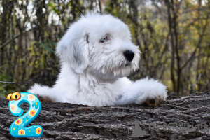 Photo №3. bobtail puppy for sale. Ukraine