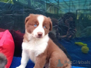 Photo №2 to announcement № 170291 for the sale of border collie - buy in Denmark 