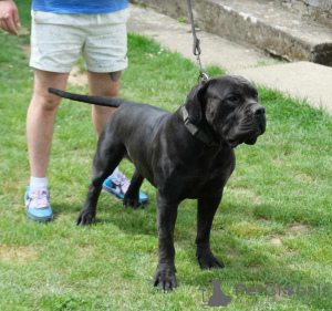 Additional photos: Boerboel (South African Mastiff) puppies