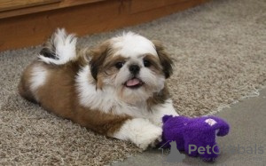 Photo №1. shih tzu - for sale in the city of Hel | Is free | Announcement № 93374