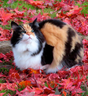 Photo №3. Purebred affordable Kittens. Healthy kittens. Our Kittens Are Home-Raised &. United States