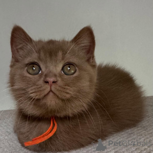 Photo №1. british shorthair - for sale in the city of Munich | negotiated | Announcement № 169873